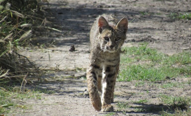 Guanajuato Aumenta su Fauna con Liberación de Mapaches y Lince Americano en Sierra de Lobos