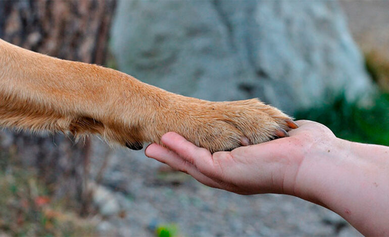 Exigen que el Congreso de México discuta reformas constitucionales de protección animal