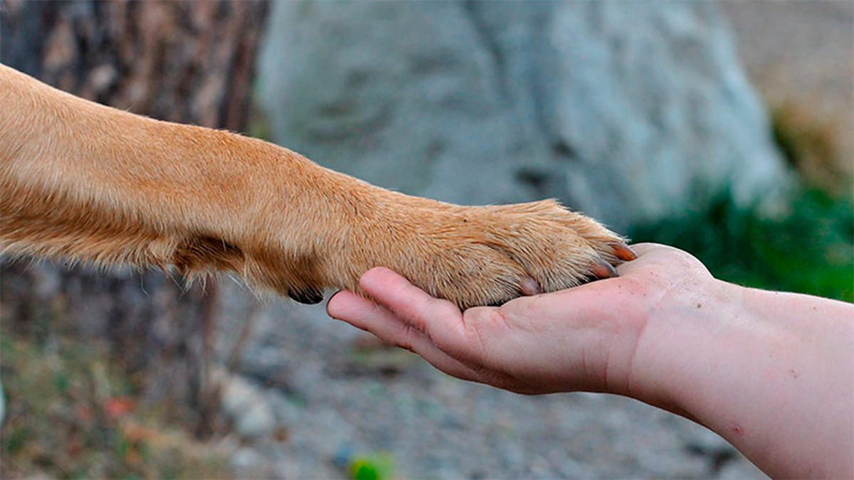 Exigen que el Congreso de México discuta reformas constitucionales de protección animal