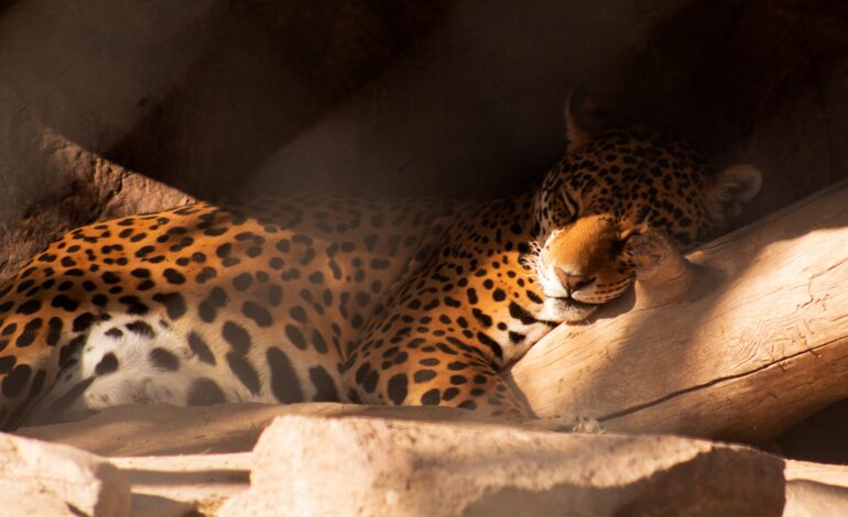 Zoológico de León: Un santuario para la conservación de especies en peligro