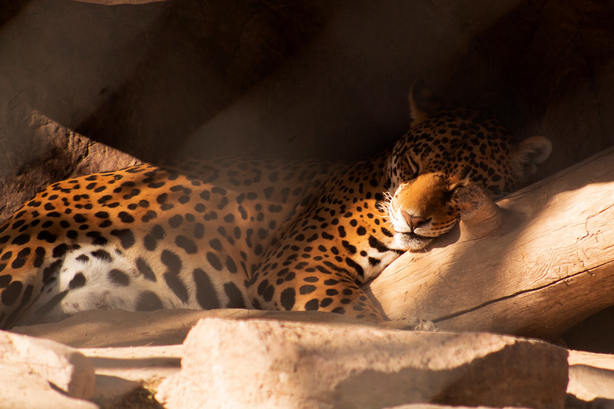 Zoológico de León: Un santuario para la conservación de especies en peligro